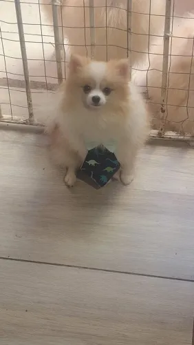 Lulu macho Patreador minúsculo monta sozinha com 9 meses