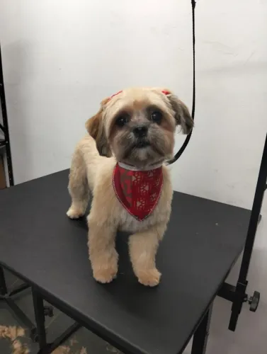 Shitzu fêmea de 9 meses