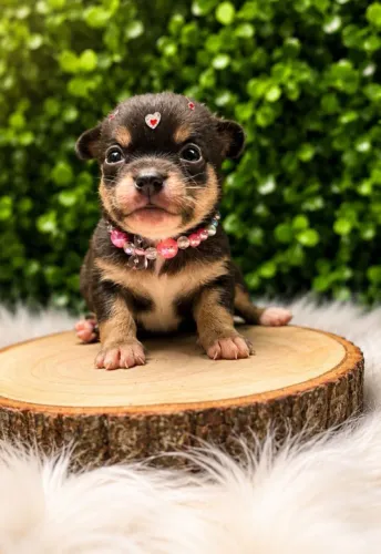 Chihuahua menina Black and Tan para reserva. Princesa!!!