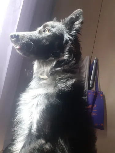 Filhotes de Borde Collie