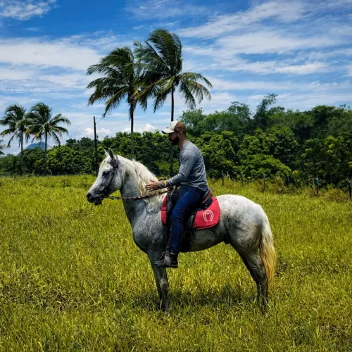 Cavalo Tordilho 