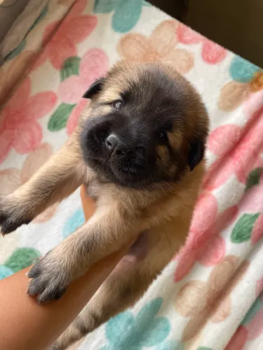 Chowchow