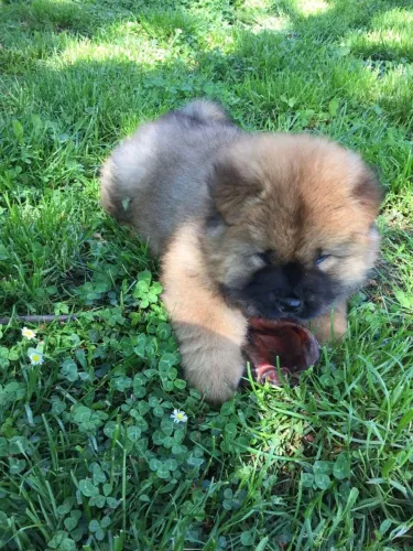 Chow chow tipo ursinho