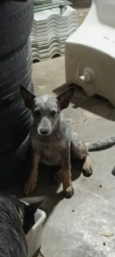 Vendo cão da raça Blue Heller