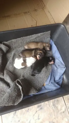 3 Pinscher fêmea n°1 para reserva 