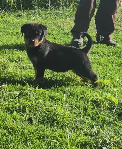 Filhote de Rottweiler pedigree