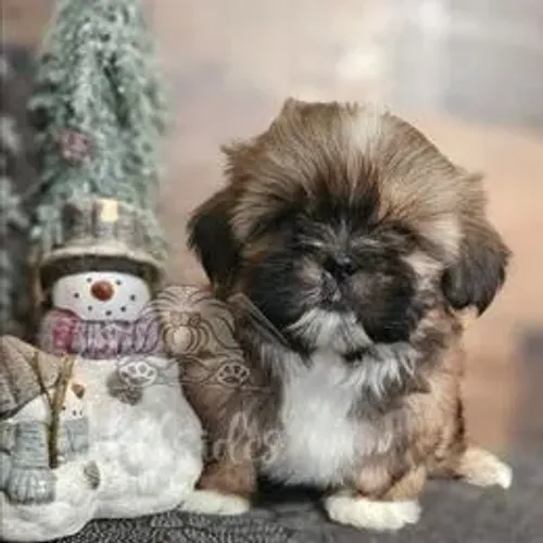 Shih Tzu Filhote Selecionado com Alta Procedência e Muito Encanto