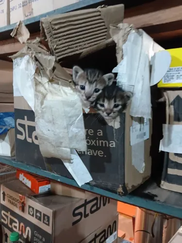 GATOS DOAÇÃO