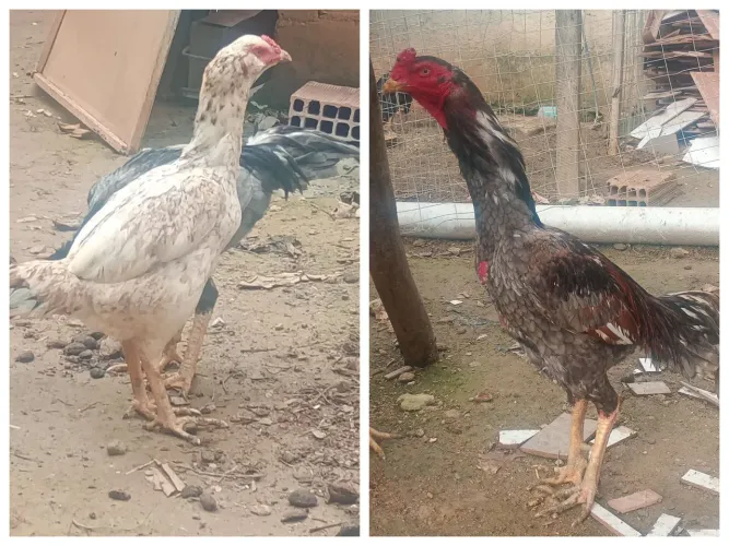 Casal mura
