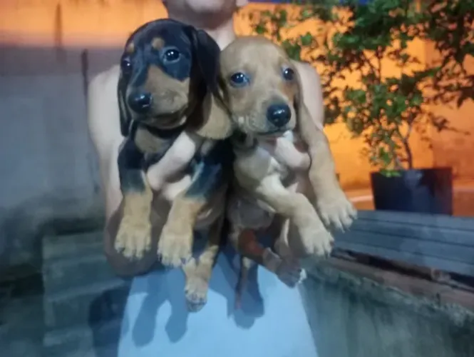 Macho Dachshund filhote