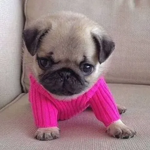 Pug O jeitinho mais fofo de deixar sua casa mais feliz