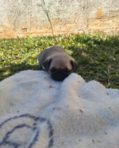 Vendo Pug