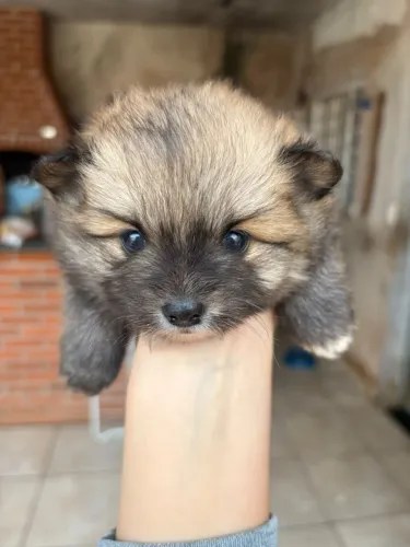 Spitz alemão