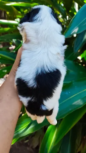 Filhotes de shihtzu disponíveis 