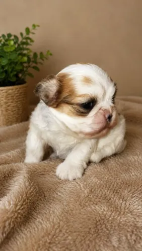 Mini shih tzu femea