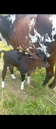 Vaca mestiça de nelore, recém parida