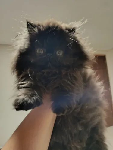 Gata persa Fêmea