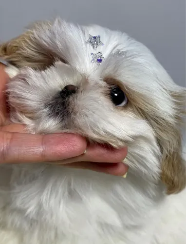 Shihtzu baby face macho branco areia miudinho