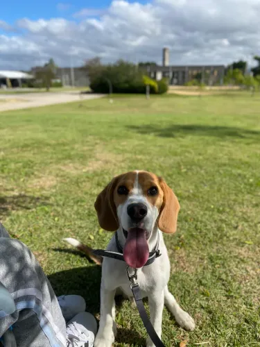 Beagle 