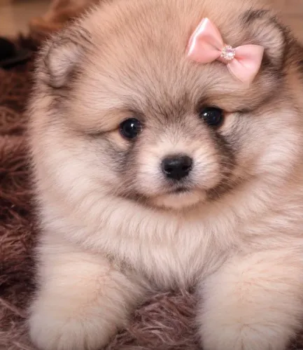 Lulu da pomerânia/spitz Alemão >exuberante