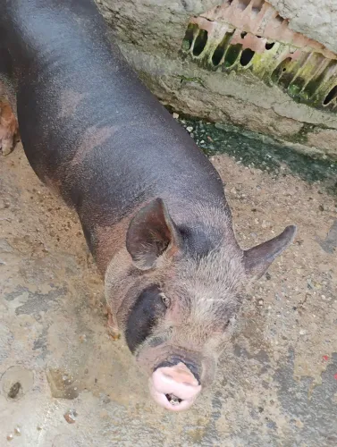 Mini porco cachaço 
