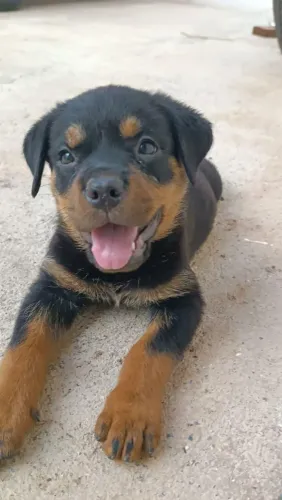 Vendo filhotes de rottweiler