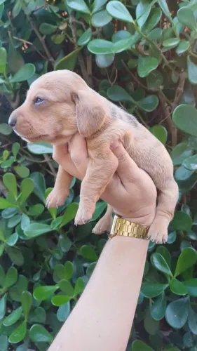 Filhote de Dachshund(Salsicha) macho