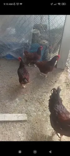 Vendo ovos galados da Rodhie Island red padrão americano
