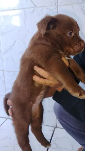 Pitbull 