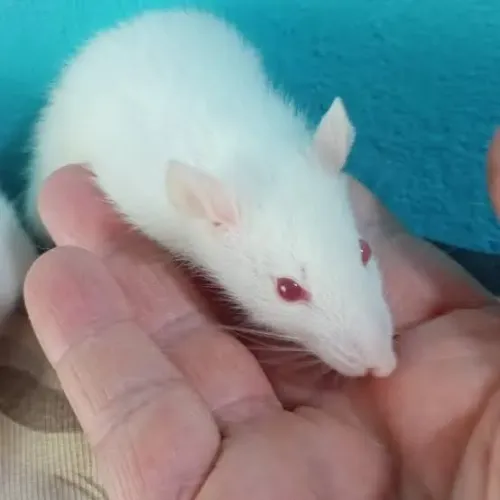 Rato twister