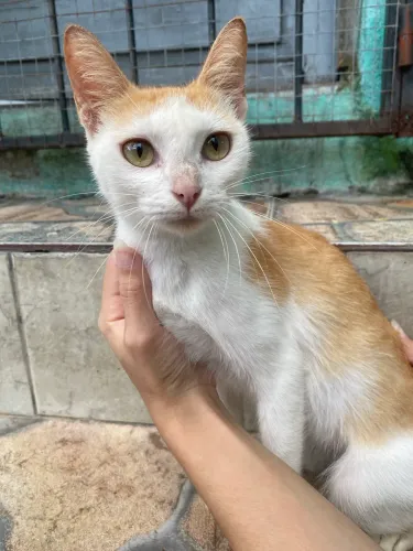 Gato para adoção 