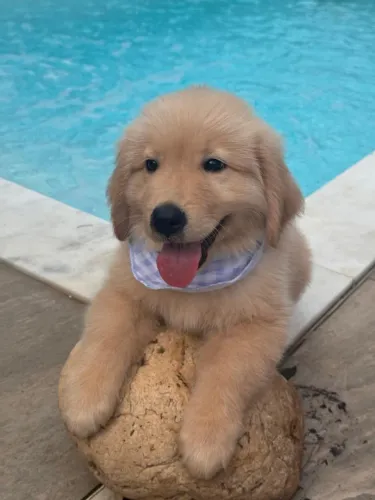 golden retriever