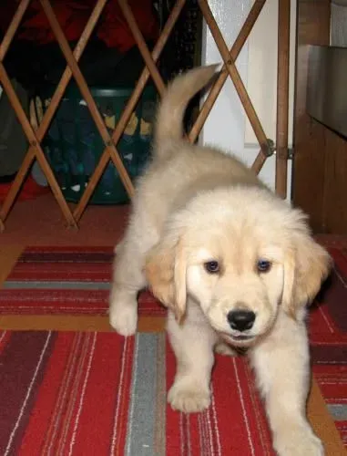 Golden Retriever charmoso