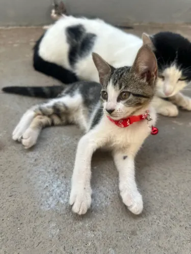 Doação de gatinhos