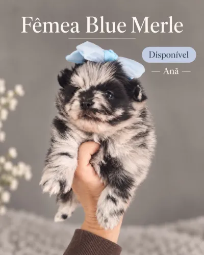 Femea blue merle