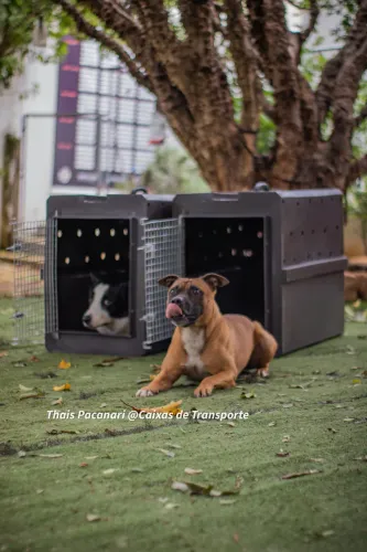 Caixa de Transporte PET
