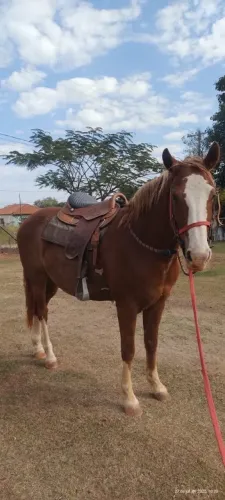 Cavalo Mangalarga diferenciado para cavalgar ou charrete