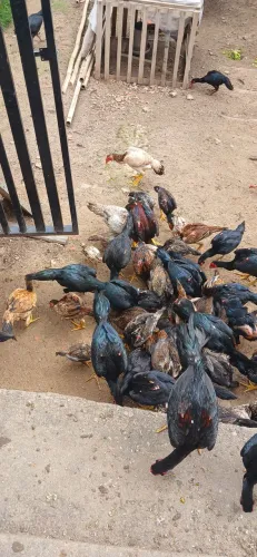 Frango  e franga indio  