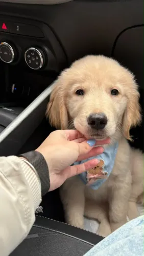 Golden retriever fêmea