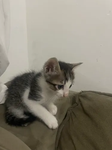 doação de gatos 