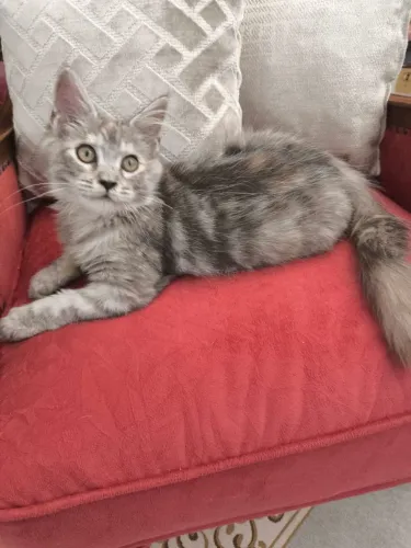 Fêmea Maine Coon