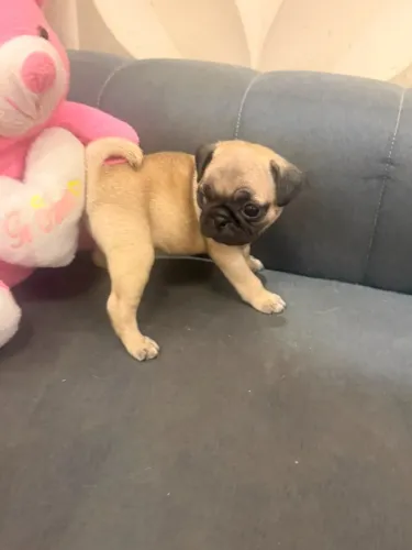 Pug abricót macho e femea muitos lindos e saudaveis