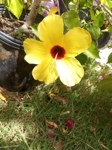 Muda de hibisco