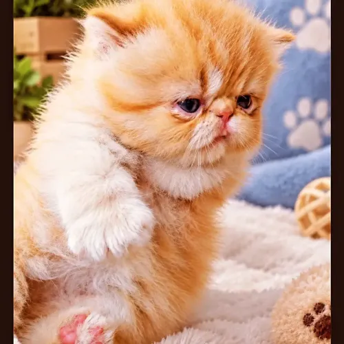 Gato persa macho lindíssimo