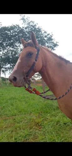 Vendo egua