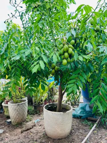 Jabuticaba e cajá manga produzindo 
