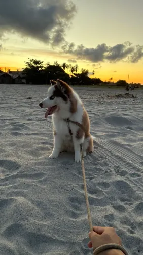 Filhote de husky siberiano macho