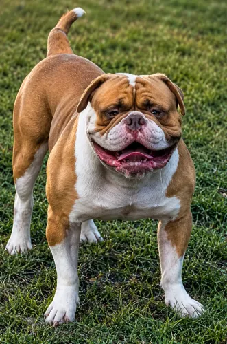 Bulldog