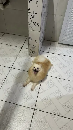 Spitz macho