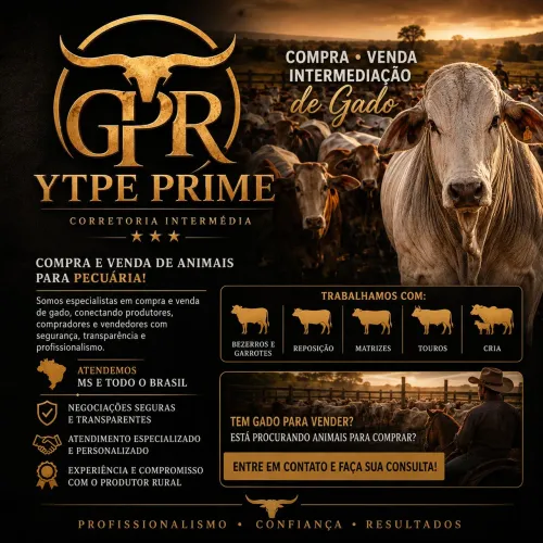 GPR | YTPE PRIME COMPRA × VENDA × INTERMEDIAÇÃO DE GADO